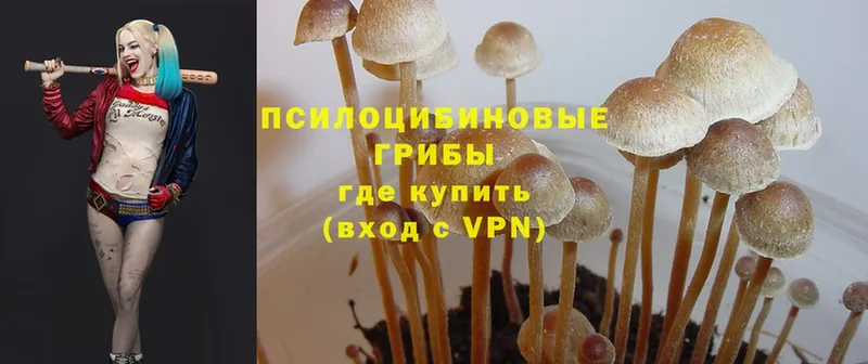 где купить наркоту  Лыткарино  Псилоцибиновые грибы Magic Shrooms 